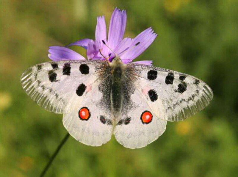 White Butterfly on Purple Flower — Calm