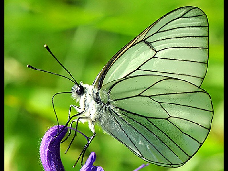White Butterfly on Purple Flower — Green