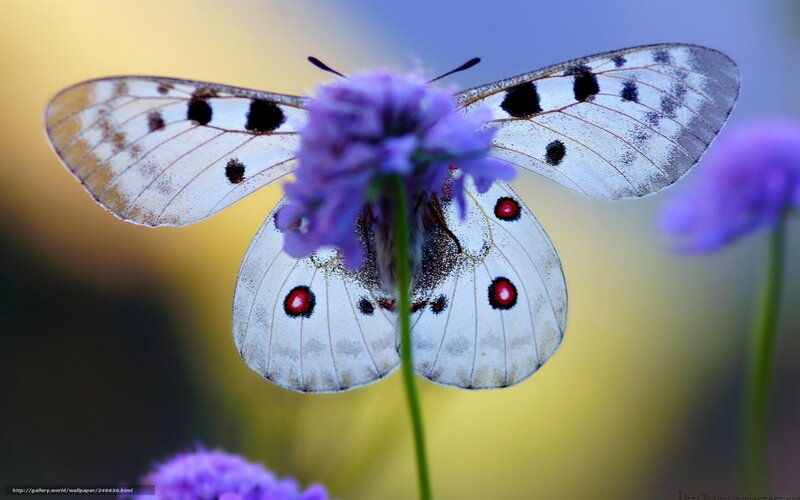 White Butterfly on Purple Flower — Serene, Afternoon, Photograph, Stem