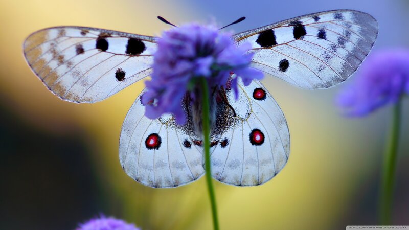 White Butterfly on Purple Flower — Serene, Afternoon, Photograph