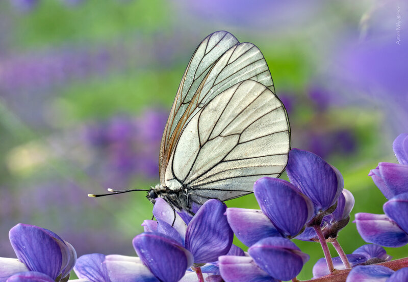 White Butterfly on Purple Flower — Serene, Spring