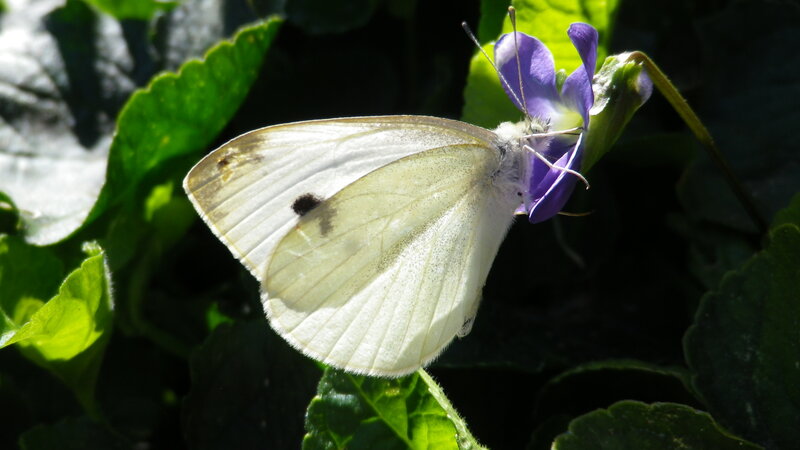 White Butterfly on Purple Flower — Serene