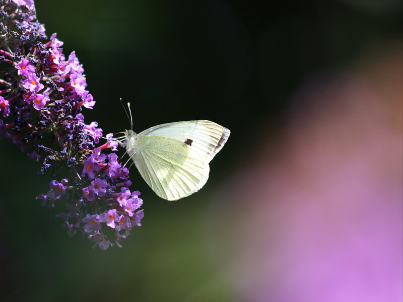 White butterfly on purple flowers