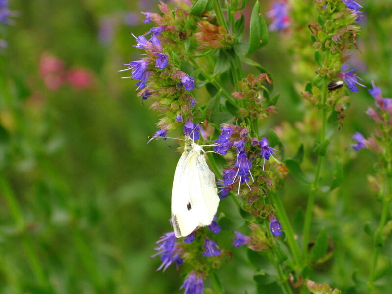 White butterfly on purple flowers