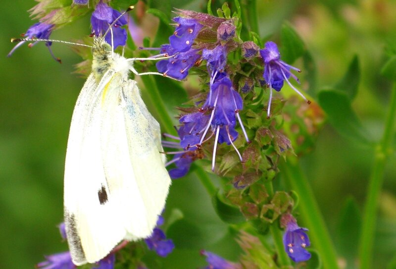 White Butterfly on Purple Flowers — Calm, Afternoon, Photograph