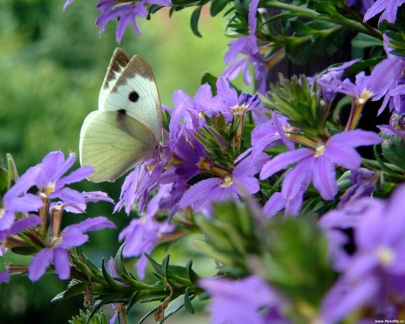 White Butterfly on Purple Flowers — Calm