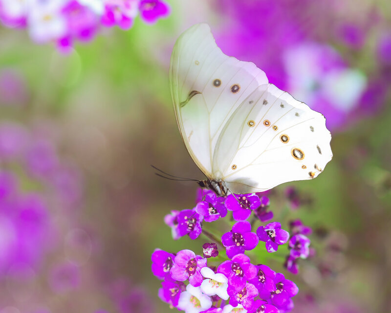 White Butterfly on Purple Flowers — Serene, Afternoon, Photograph