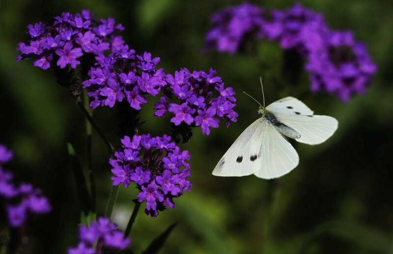 White Butterfly on Purple Flowers — Serene