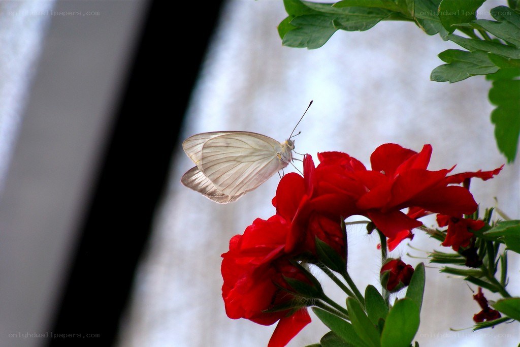 White butterfly on red flower