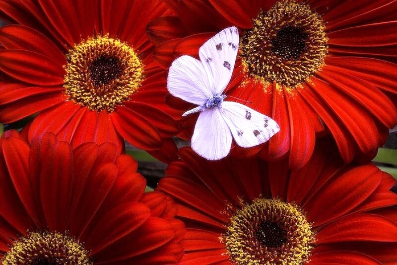 White Butterfly on Red Flowers