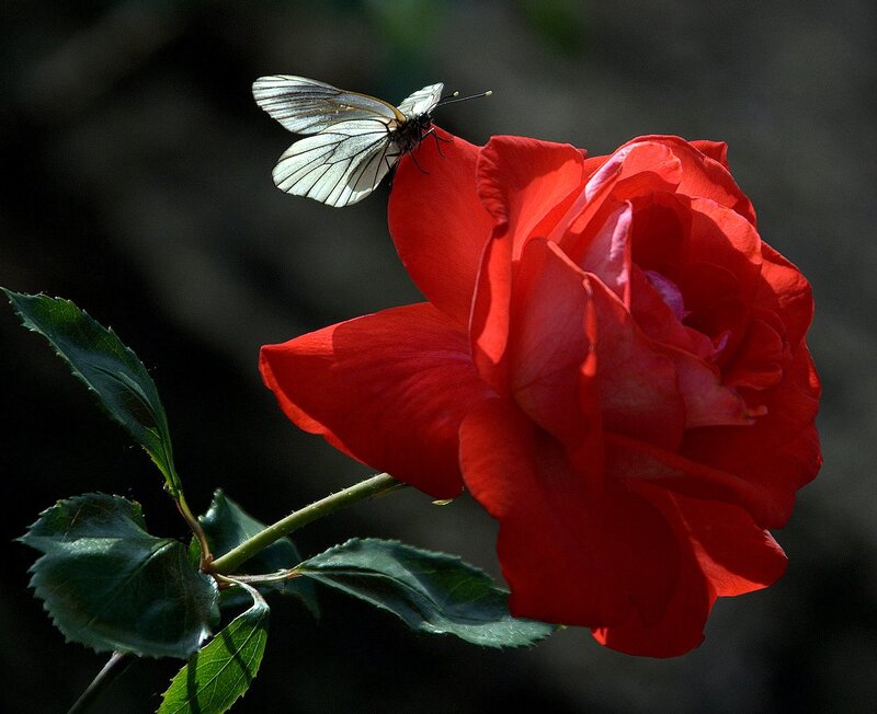 White Butterfly on Red Rose
