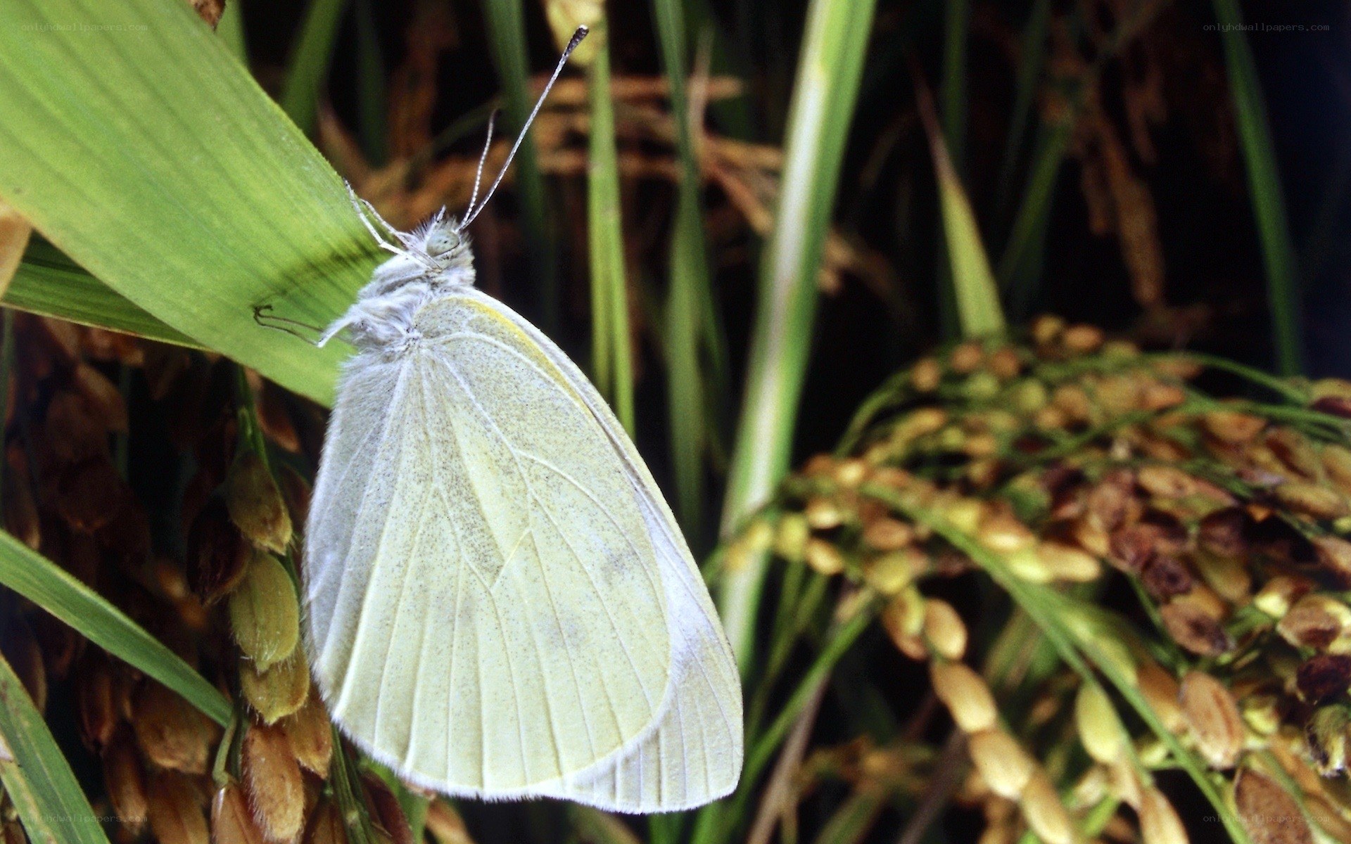 White butterfly on rice plant