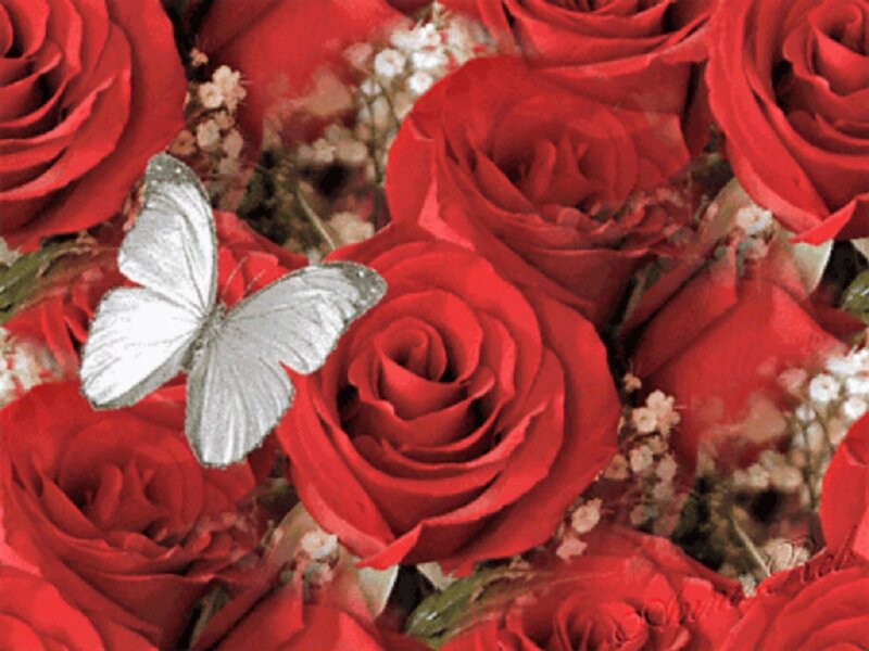 White Butterfly on Roses