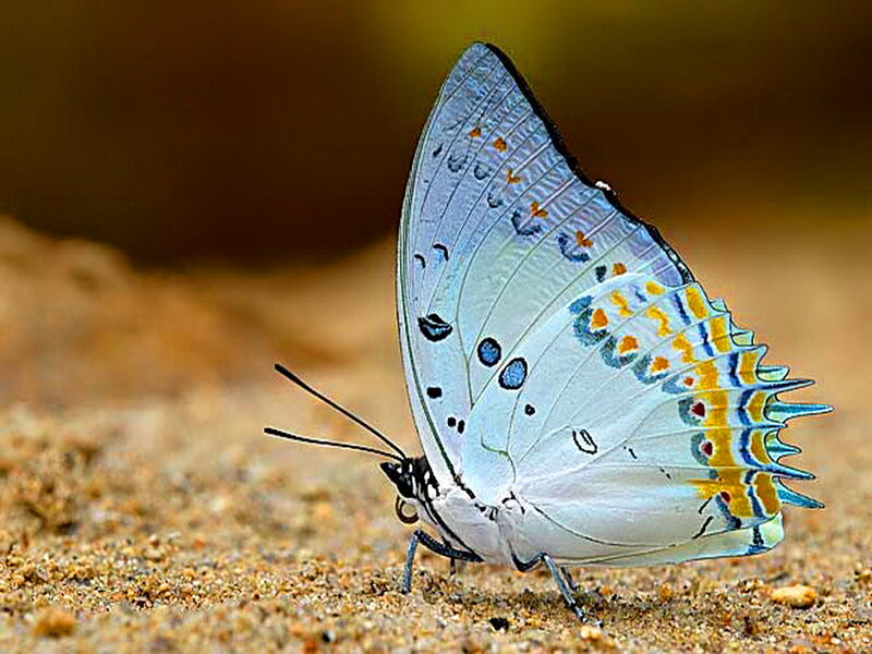 White Butterfly on Sand