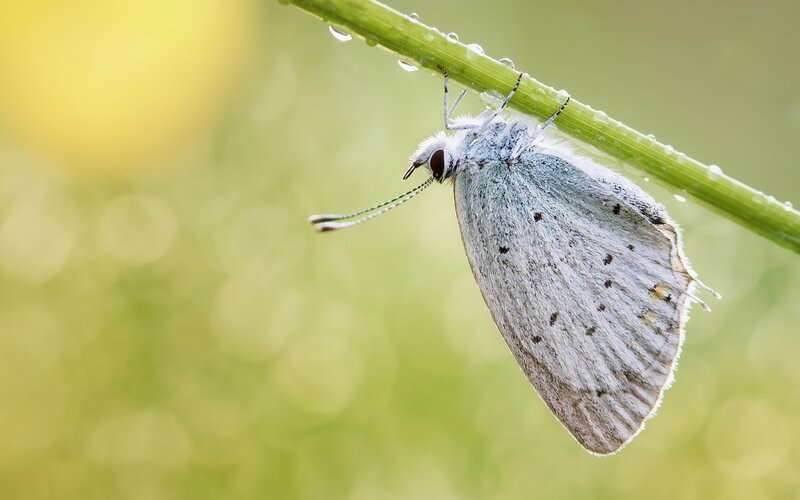 White Butterfly on Stem