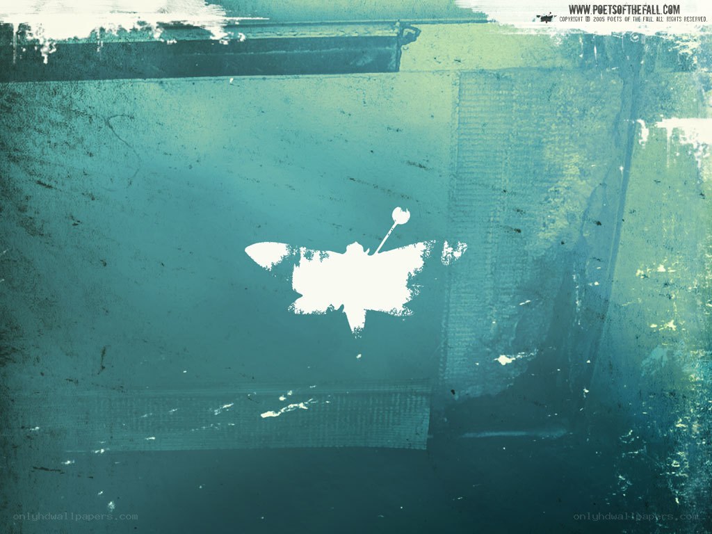 white butterfly on teal background