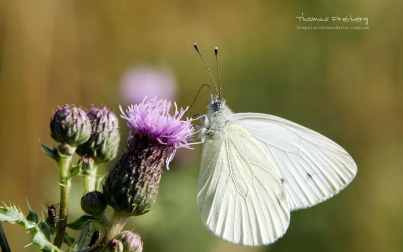 White Butterfly on Thistle — Calm
