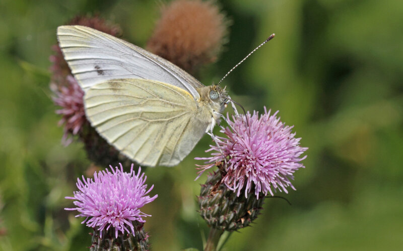 White Butterfly on Thistle