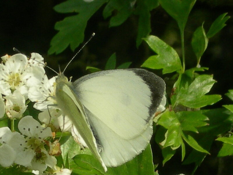 White butterfly on white flowers