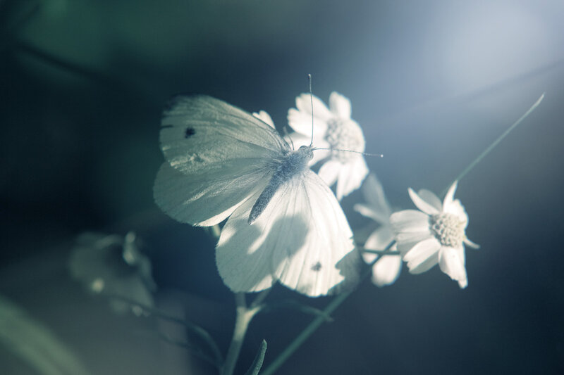 White butterfly on white flowers