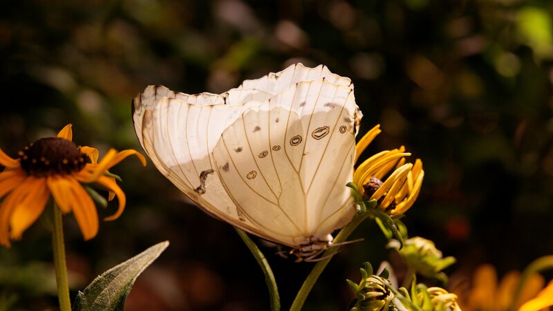 White butterfly on yellow flower