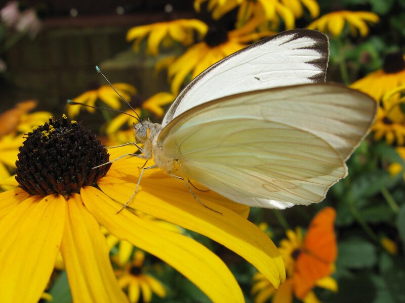 White butterfly on yellow flower