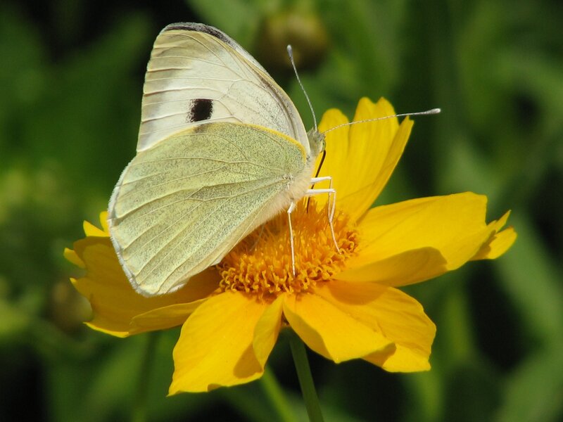 White Butterfly on Yellow Flower — Calm, Afternoon, Photograph