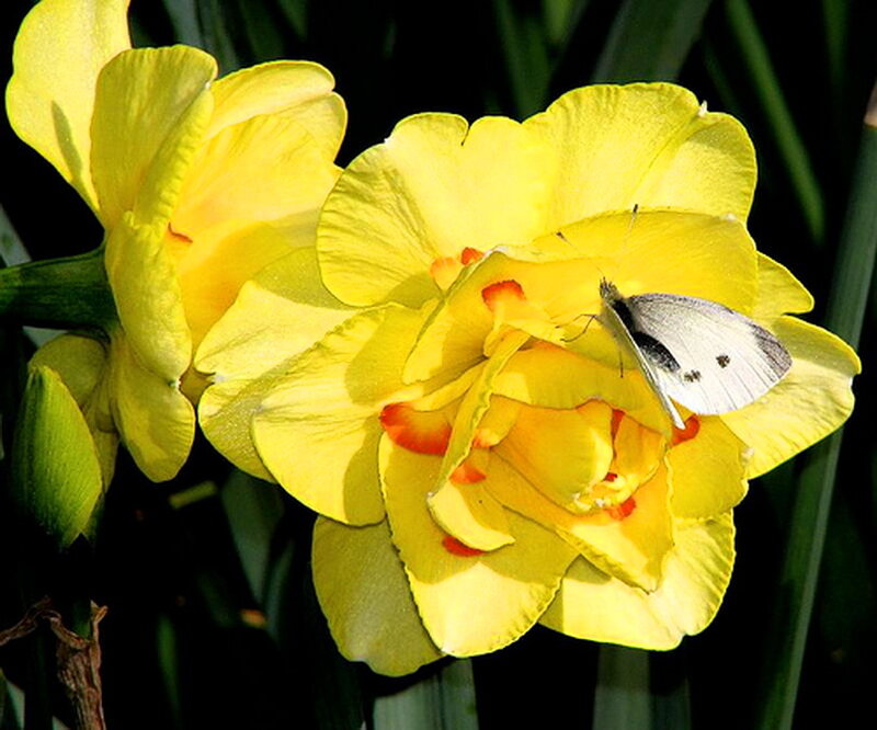 White Butterfly on Yellow Flower — Calm, Afternoon