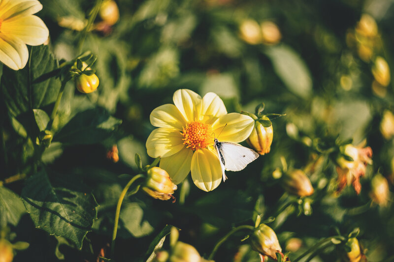 White Butterfly on Yellow Flower — Serene, Afternoon, Photograph