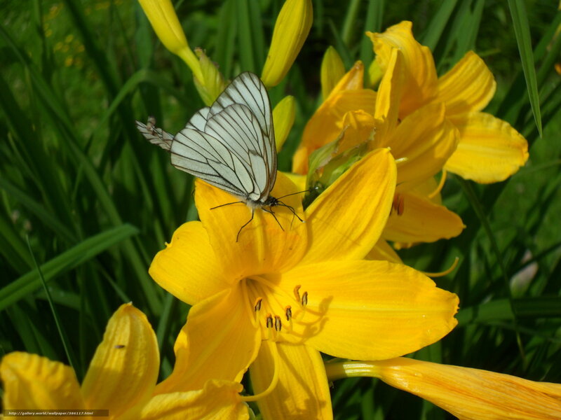 White Butterfly on Yellow Flower — Serene, Afternoon
