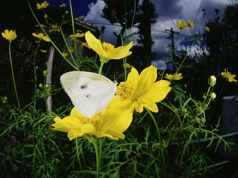 White Butterfly on Yellow Flower — Serene