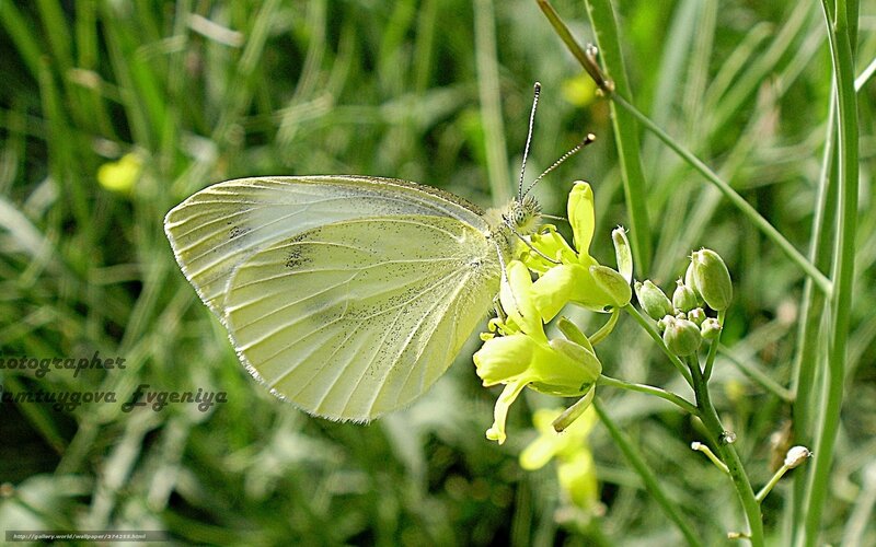White butterfly on yellow flower