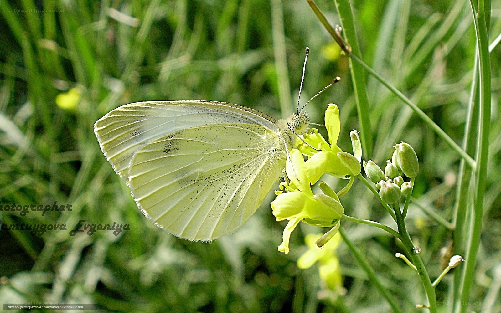 White butterfly on yellow flower
