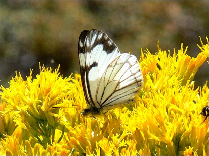 White Butterfly on Yellow Flowers