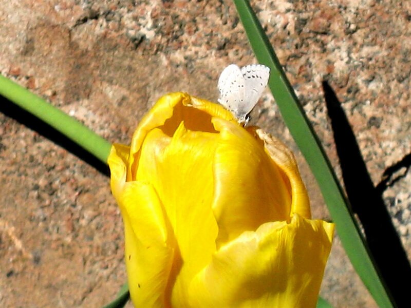 White Butterfly on Yellow Tulip