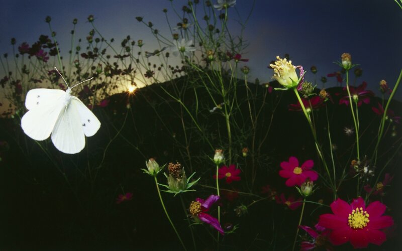 White butterfly over flowers at dusk