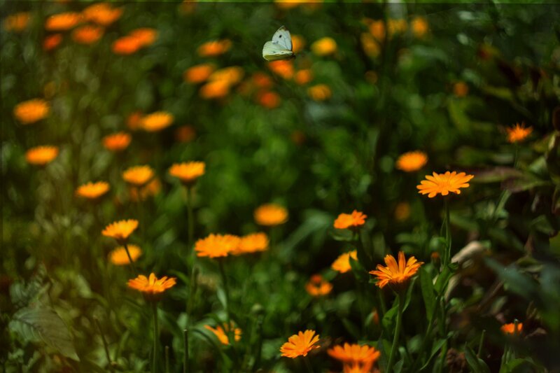 White Butterfly over Flowers — Orange
