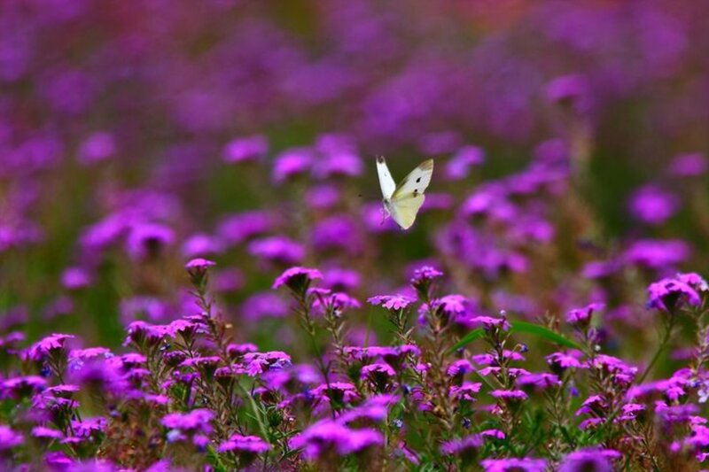White Butterfly over Flowers