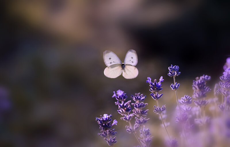 White Butterfly over Lavender