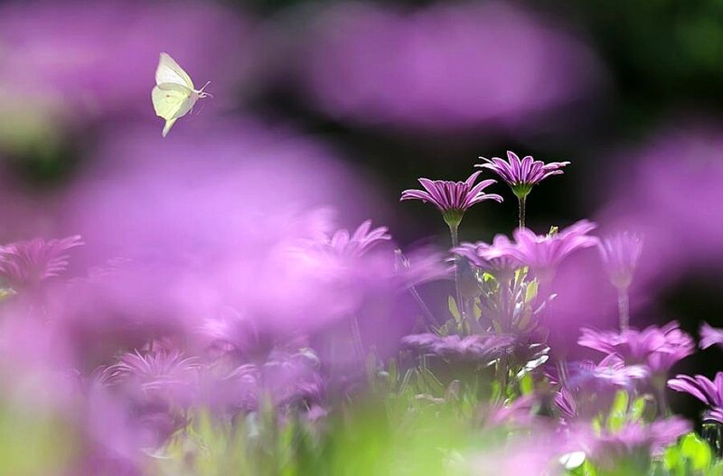 White Butterfly over Purple Flowers