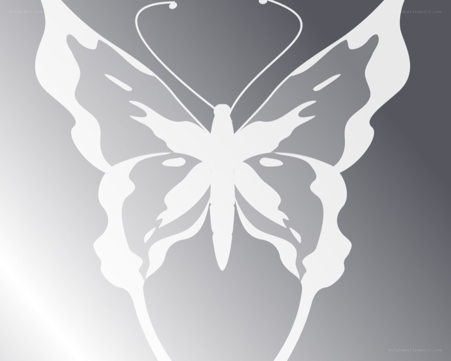 white butterfly silhouette