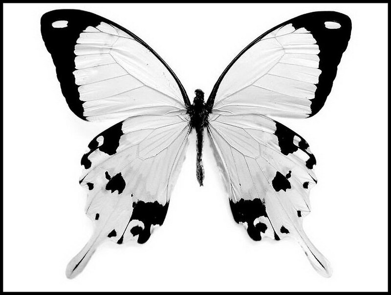 White Butterfly with Black Markings