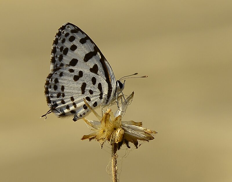 White Butterfly with Black Spots