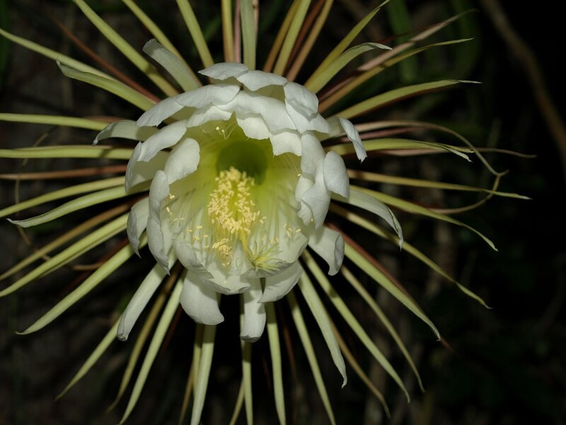 white cactus flower at night