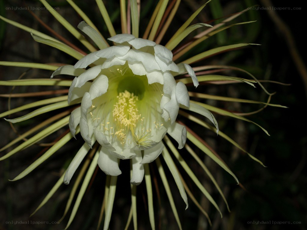 white cactus flower at night