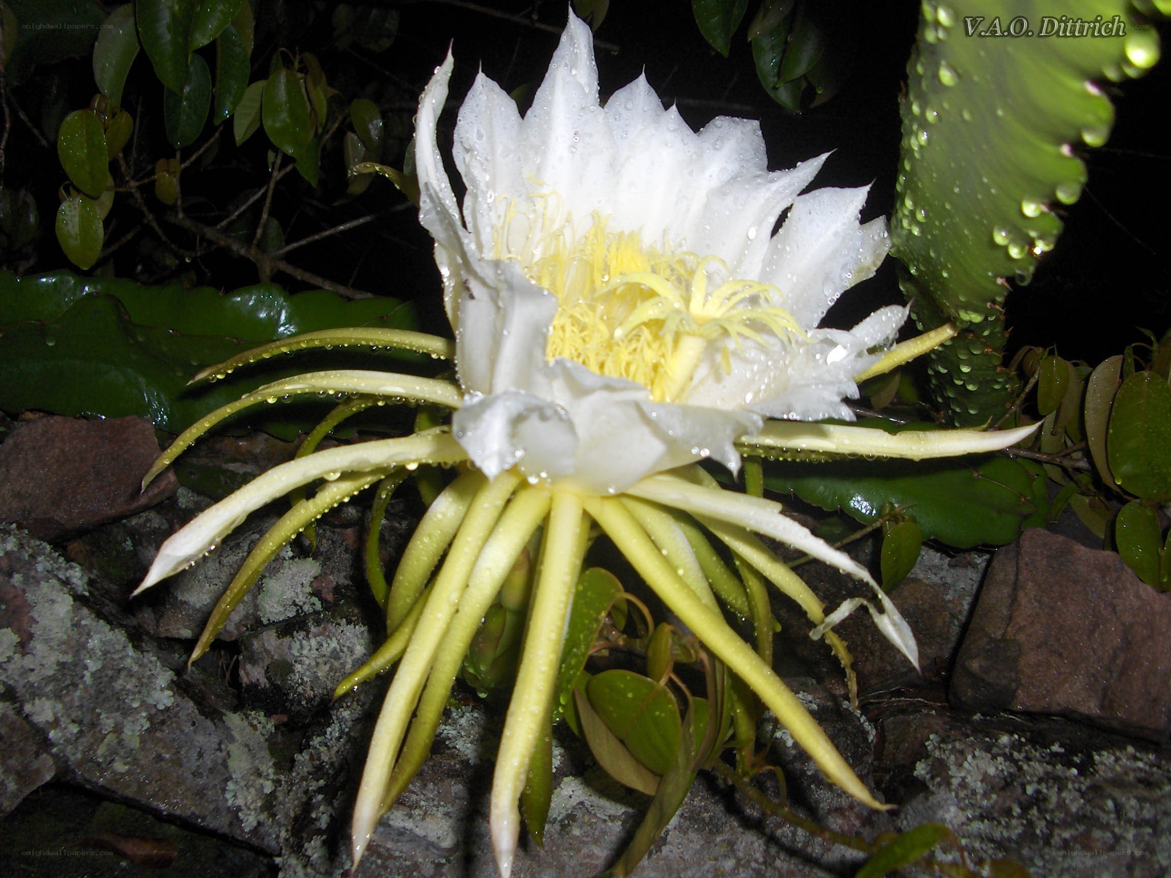 White cactus flower at night