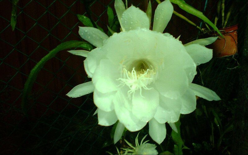 White cactus flower at night