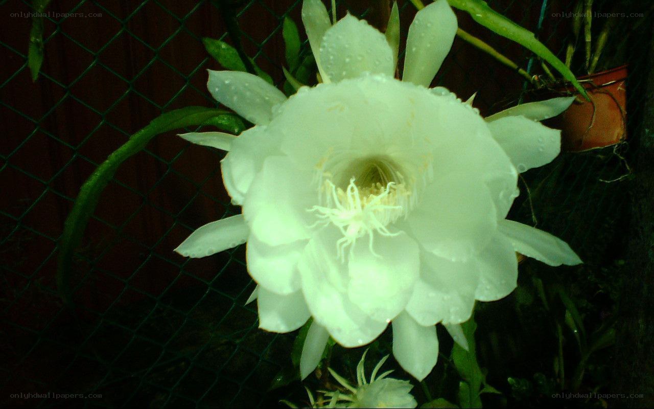 White cactus flower at night