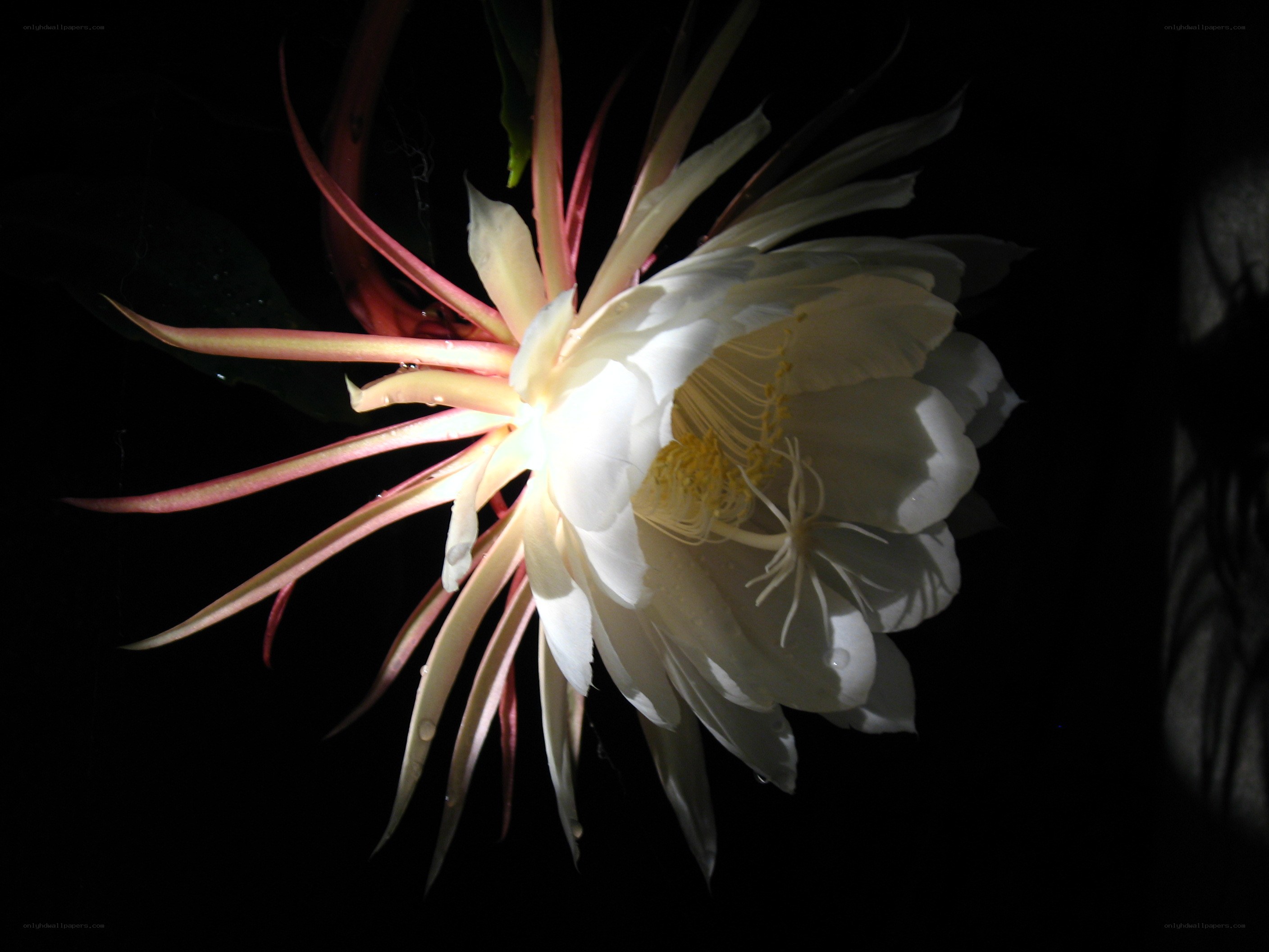 white cactus flower at night