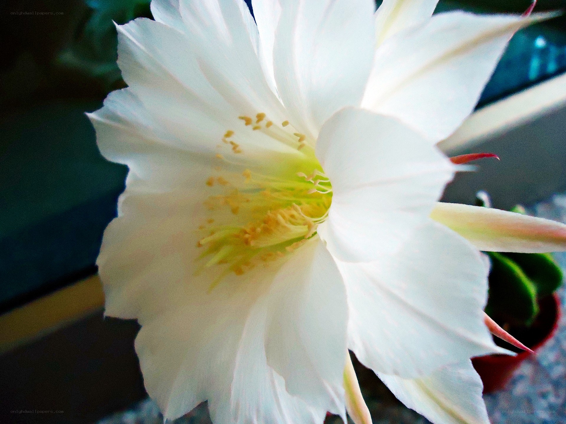 white cactus flower bloom